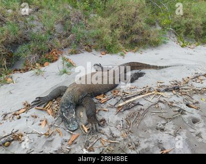 Ein Komodo-Drache, Varanus komodoensis, liegt an einem abgelegenen Strand im Komodo-Nationalpark, Indonesien. Diese Art ist die größte Extraktionsechse der Erde. Stockfoto