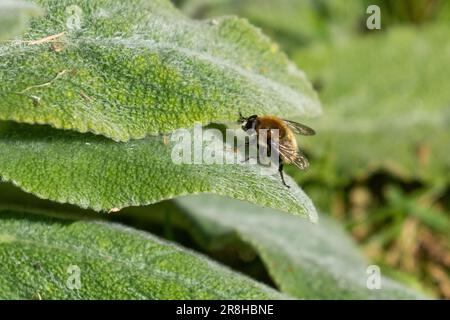 Eine männliche Zimmermannsbiene, die sich von den weichen Blättern einer Lammohrpflanze ernährt. (Stachys Byzantina) Stockfoto