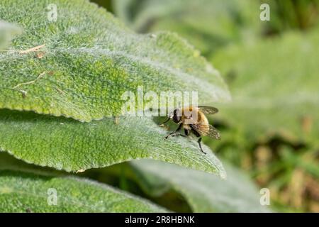 Eine männliche Zimmermannsbiene, die sich von den weichen Blättern einer Lammohrpflanze ernährt. (Stachys Byzantina) Stockfoto