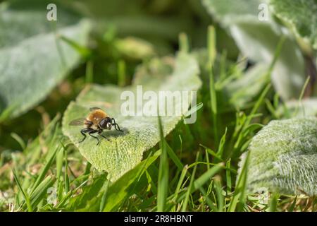 Eine männliche Zimmermannsbiene, die sich von den weichen Blättern einer Lammohrpflanze ernährt. (Stachys Byzantina) Stockfoto