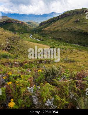 Bushman's River, Giant's Castle Nature Reserve, KwaZulu Natal. Stockfoto