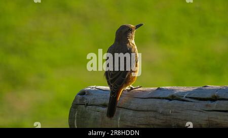 Unreife Cape Rock Thrush (Monticola rupestris), Drakensberg. Stockfoto