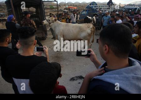 Die Palästinenser kaufen und verkaufen Schafziegen, Kühe und Kamele auf einem Viehmarkt, während sich die Palästinenser auf das bevorstehende muslimische Fest von Eid al-Adha in Khan Yunis im südlichen Gazastreifen am Mittwoch, den 21. Juni 2023 vorbereiten. Moslems auf der ganzen Welt feiern Eid al-Adha (Opferfest), indem sie Schafe, Ziegen, Kühe und Kamele schlachten, um Prophet Abrahams Bereitschaft zu gedenken, seinen Sohn Ismail auf Gottes Befehl zu opfern. Foto: Ismael Mohamad/UPI Credit: UPI/Alamy Live News Stockfoto