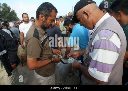 Khan Yunis, Gaza. 21. Juni 2023. Die Palästinenser kaufen und verkaufen Schafziegen, Kühe und Kamele auf einem Viehmarkt, während sich die Palästinenser auf das bevorstehende muslimische Fest von Eid al-Adha in Khan Yunis im südlichen Gazastreifen am Mittwoch, den 21. Juni 2023 vorbereiten. Moslems auf der ganzen Welt feiern Eid al-Adha (Opferfest), indem sie Schafe, Ziegen, Kühe und Kamele schlachten, um Prophet Abrahams Bereitschaft zu gedenken, seinen Sohn Ismail auf Gottes Befehl zu opfern. Foto: Ismael Mohamad/UPI Credit: UPI/Alamy Live News Stockfoto