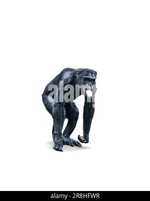 Schimpansen-Affe isst Gemüse, isoliert auf weißem Hintergrund. Stockfoto
