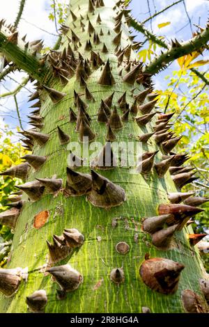 Nahaufnahme der schützenden Dornen an einem ceiba-Baumstamm - Harvest Caye, Belize Stockfoto