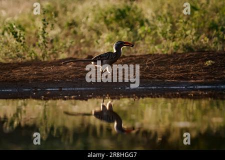 Südliches Rot brachte Hornbill vor Ort mit Essen im Hintergrund im Kruger-Nationalpark, Südafrika ; Specie Tockus rufirostris Familie von Bucerotidae Stockfoto