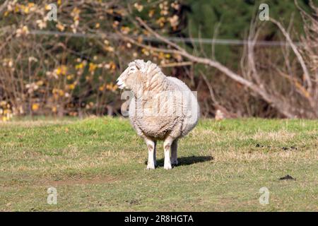 Foto eines ausgewachsenen Schafs auf einem grünen Wiesenfeld auf der Südinsel Neuseelands Stockfoto