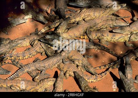 Simbabwe. Krokodilfarm Stockfoto