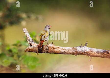 Grüne geflügelte Pytilie weiblich von hinten auf einen Ast im Kruger-Nationalpark, Südafrika ; Specie pytilia melba Familie der Estrildidae Stockfoto