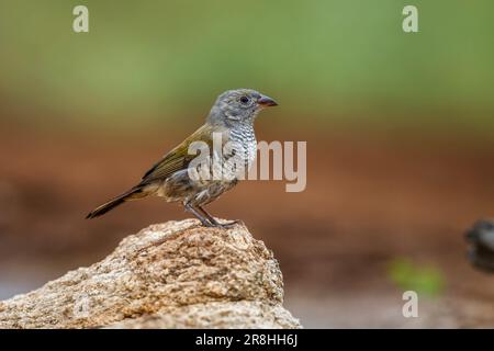 Grüne geflügelte Pytilia unreif auf einem Felsen im Kruger-Nationalpark, Südafrika; Specie pytilia melba Familie der Estrildidae Stockfoto