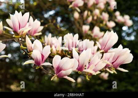 Magnolia Soluangeana Stockfoto