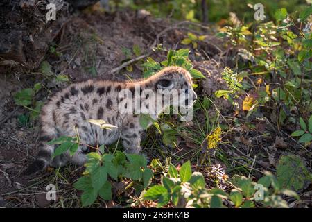 Cougar Kitten (Puma Concolor) mit Hintergrundbeleuchtung sieht im Herbst wie ein unverlierbares Tier aus Stockfoto