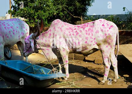 Schlechte Gegend in der Nähe von Colaba. Mumbai. Indien Stockfoto