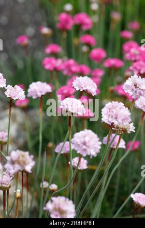 Armeria maritima "Dusseldorfer Stolz" in Blume. Stockfoto