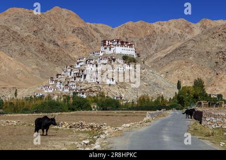 Gompa - tibetisches buddhistisches Kloster in Ladakh, Nordindien. Straße zum buddhistischen Kloster mit Bergen und Yaks. Wunderschöne Landschaft mit Buddhi Stockfoto