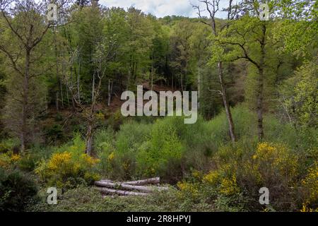 Eine wunderschöne Waldlandschaft an einem Frühlingstag mit Baumstämmen im Vordergrund. Stockfoto