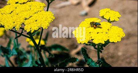 Honigbiene auf einer Schafgarbe, Achillea millefolium Stockfoto