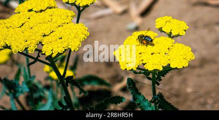 Honigbiene auf einer Schafgarbe, Achillea millefolium Stockfoto