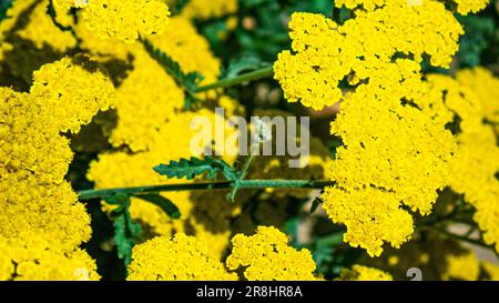 Schafgarbe, Achillea millefolium Stockfoto