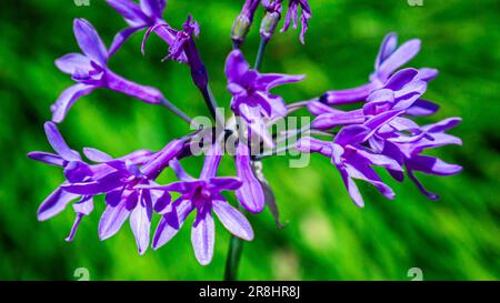 Gesellschaft Knoblauch, Tulbaghia violacea Stockfoto