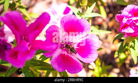 Lebewohl zum Frühling, Clarkia Amoena, mit einer Honigbiene, die nach Pollen sucht Stockfoto