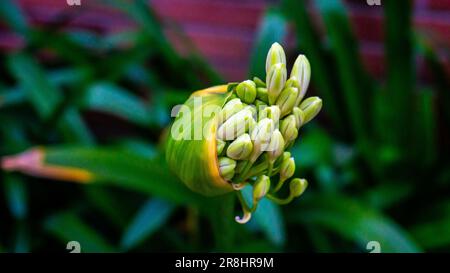 Angehende Lilie des Nils, Agapanthus praecox Stockfoto