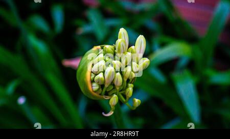 Angehende Lilie des Nils, Agapanthus praecox Stockfoto