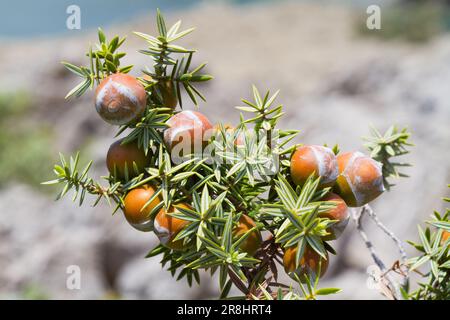 Beeren-ähnliche Samenkegel und nadelförmige Blätter von Cade-Wacholderbeere Stockfoto