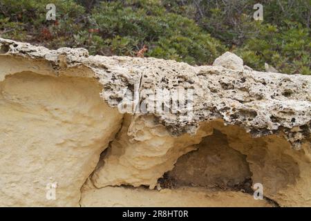 Wabenbewitterung von sandigem Kalkstein nahe der Küste Kretas, Griechenland, bildet eine dünne Schicht über Kalkstein Stockfoto