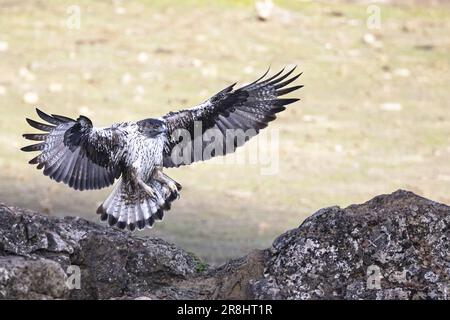 Bonelli-Adler (Aquila fasciata), Andalusien, Spanien, Europa Stockfoto