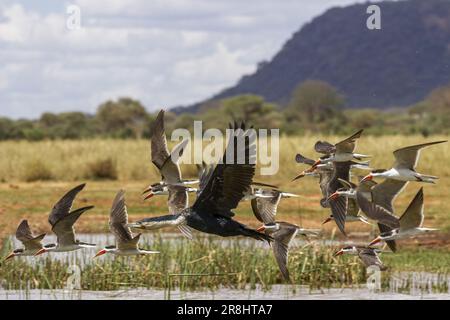 Großer Kormoran (Phalacrocorax carbo)in Begleitung des Afrikanischen Skimmers (Rynchops flavirostris) Stockfoto