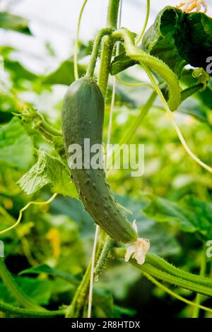Gurkenanbau. Merlino Azienda Agricola San Maurizio. Merlino. Provinz Lodi. Italien Stockfoto