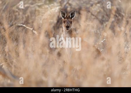 Gewöhnliches Wallaroo - Osphranter robustus auch als Euro oder Hügel-Wallaroo bezeichnet, meist nächtlich und einsam, lautes Zischen, sexuell dimorphisch, wie m Stockfoto