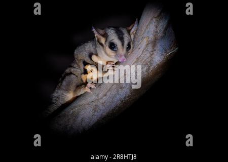 Eichhörnchengleiter - Petaurus norfolcensis nächtliches Gleitpossum, Gleitschirmflieger der Gattung Petaurus, süßes haariges Tier in der Nacht, Sitt Stockfoto