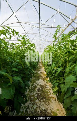 Tomatenanbau. Gewächshaus Merlino Azienda Agricola San Maurizio. Merlino. Provinz Lodi. Italien Stockfoto