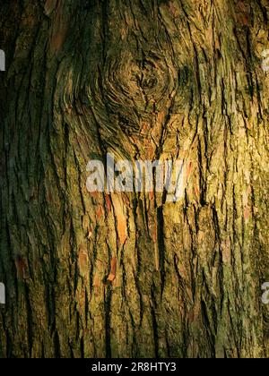 Nahaufnahme eines strukturierten Baumstamms einer Pinie Stockfoto