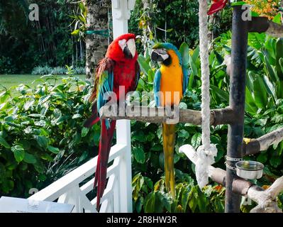 Zwei farbenfrohe Macaw-Papageien auf einem Ast vor einem weißen Zaun, umgeben von Bäumen und Büschen Stockfoto