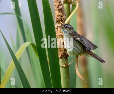 Sedge Warbler Acrocephalus schoenobaenus, hoch oben und am Reed Stems North West norfolk, Großbritannien Stockfoto