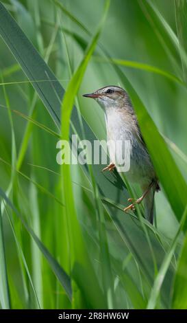 Sedge Warbler Acrocephalus schoenobaenus, hoch oben und am Reed Stems North West norfolk, Großbritannien Stockfoto