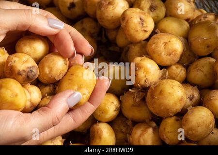 Junge rohe Kartoffeln in den Händen eines Mädchens, Kartoffelernte Stockfoto