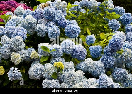 Hortensien. Lenno. Comer See. Italien Stockfoto