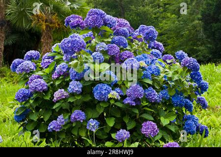 Hortensien. Lenno. Comer See. Italien Stockfoto