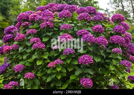 Hortensien. Lenno. Comer See. Italien Stockfoto