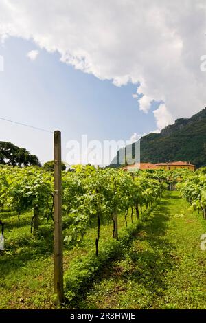 Weinberg. Das Kloster unserer Lieben Tränen. Kloster von Madonna Delle Lacrime. Dongo. Comer See. Italien Stockfoto