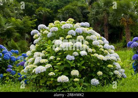 Hortensien. Lenno. Comer See. Italien Stockfoto