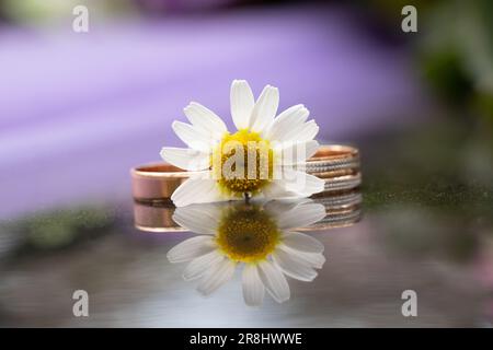 Verlobungsgold-Eheringe liegen auf einem dunklen Spiegel in der Sonne mit einer Kamillenblume, Goldringen, Hochzeit Stockfoto