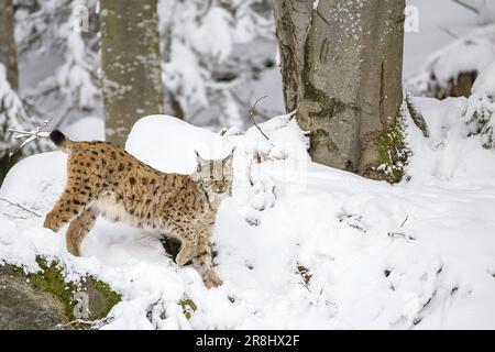 Eurasischer Luchs (Lynx Lynx) Deutschland, Europa Stockfoto