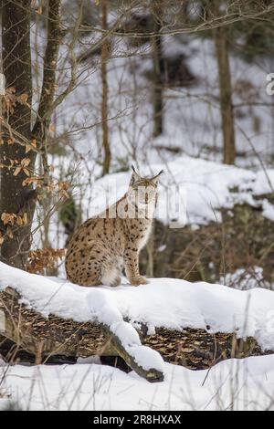 Eurasischer Luchs (Lynx Lynx) Deutschland, Europa Stockfoto