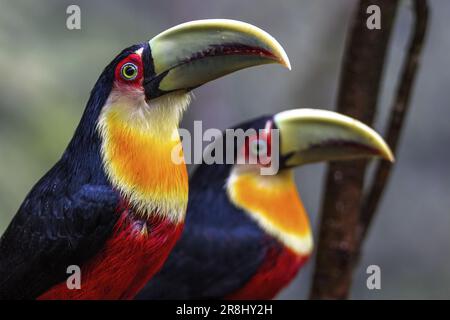 Grüner Schnabeltukan (Ramphastos dicolorus), Atlantischer Wald, Brasilien, Südamerika Stockfoto
